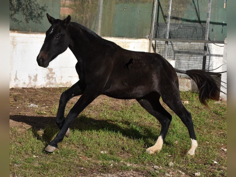 Andalou Jument 3 Ans 165 cm Gris in Menorca