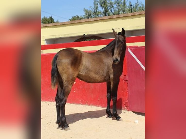 Andalou Jument 3 Ans Bai cerise in Badajoz