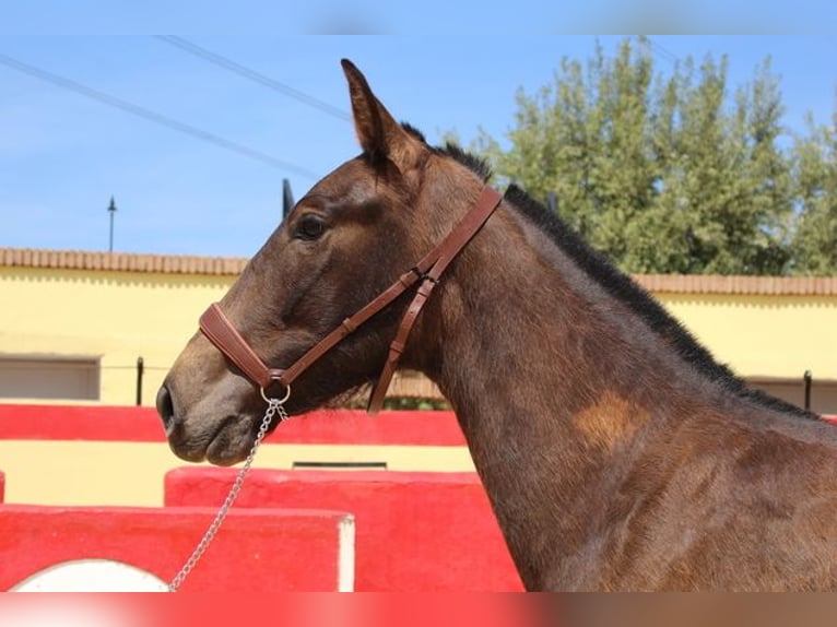 Andalou Jument 3 Ans Bai cerise in Badajoz