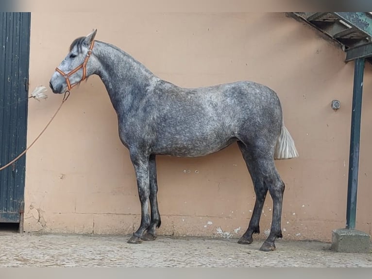 Andalou Jument 3 Ans Gris in Ledesma