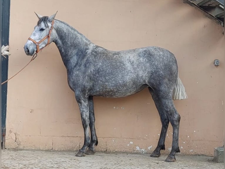 Andalou Jument 3 Ans Gris in Ledesma