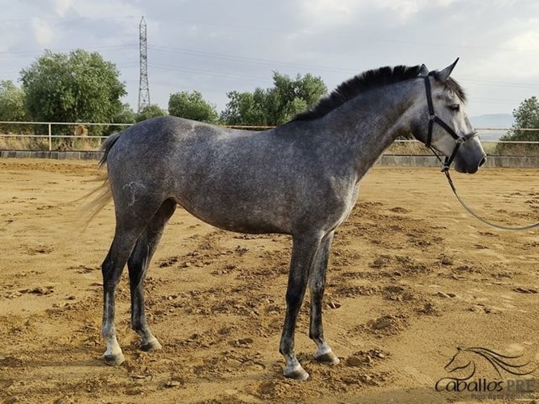 Andalou Jument 3 Ans Gris in Merida