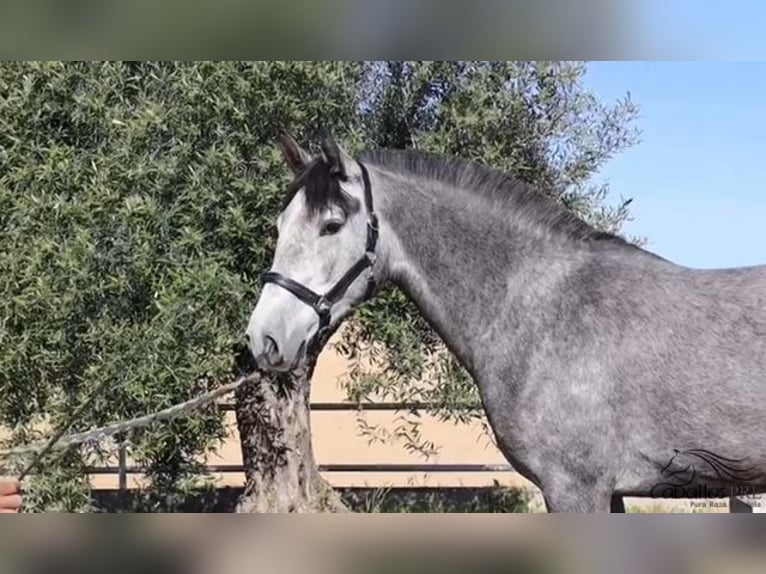 Andalou Jument 3 Ans Gris in Merida