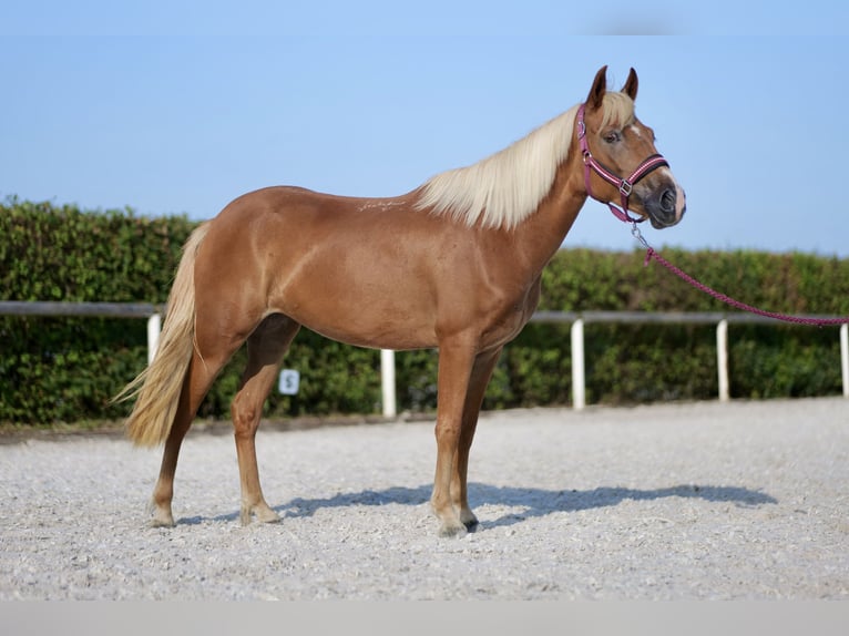 Andalou Jument 4 Ans 138 cm Palomino in Neustadt (Wied)