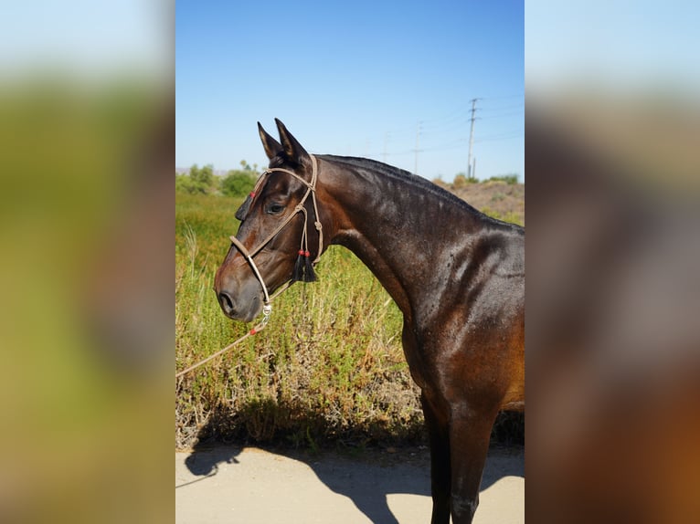 Andalou Jument 4 Ans 152 cm Bai cerise in Corona, CA