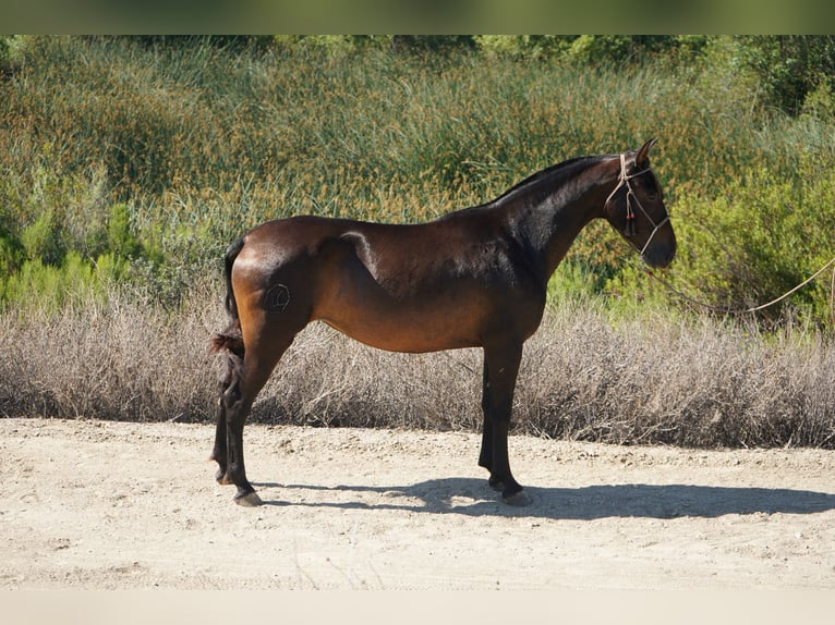 Andalou Jument 4 Ans 152 cm Bai cerise in Corona, CA