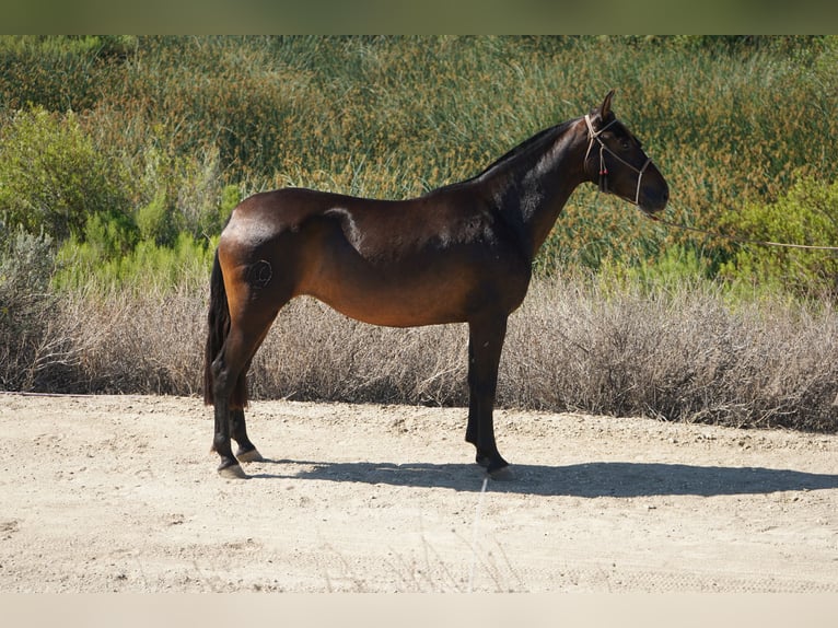 Andalou Jument 4 Ans 152 cm Bai cerise in Corona, CA
