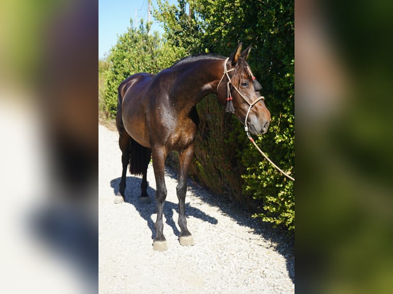 Andalou Jument 4 Ans 152 cm Bai cerise in Corona, CA