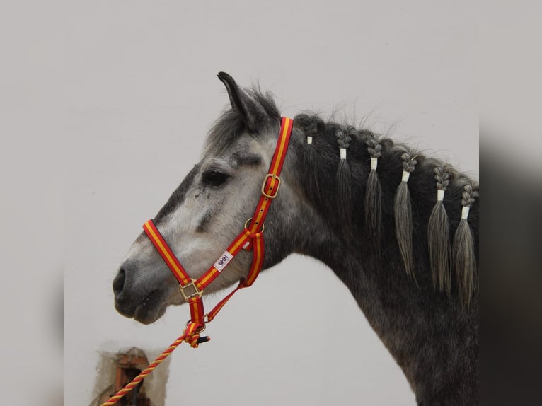 Andalou Jument 4 Ans 152 cm Gris in Vejer de la Frontera