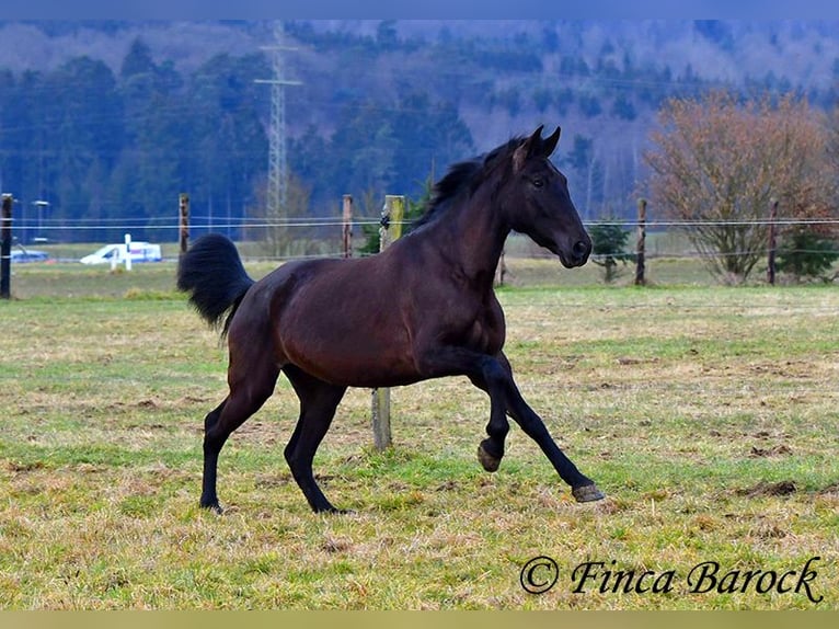 Andalou Jument 4 Ans 152 cm Noir in Wiebelsheim