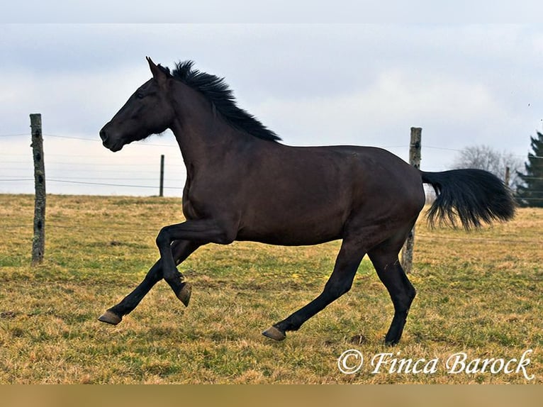 Andalou Jument 4 Ans 152 cm Noir in Wiebelsheim