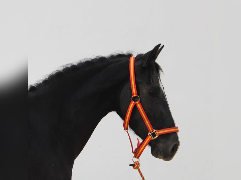 Andalou Jument 4 Ans 152 cm Noir in Vejer de la Frontera
