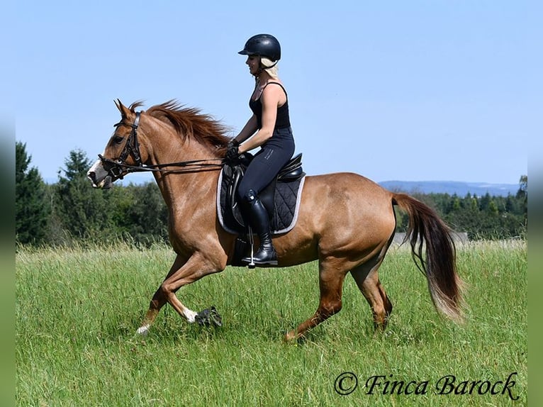 Andalou Jument 4 Ans 153 cm Alezan in Wiebelseheim