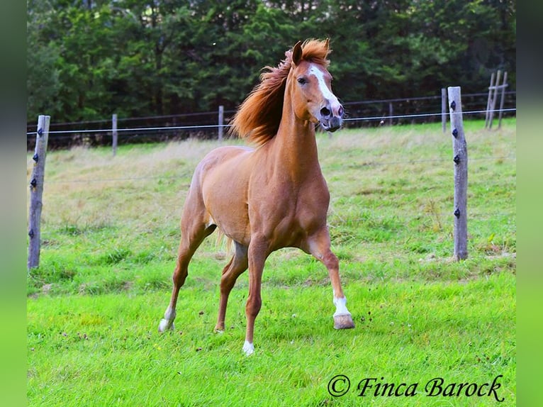 Andalou Jument 4 Ans 153 cm Alezan in Wiebelseheim