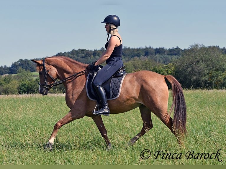 Andalou Jument 4 Ans 153 cm Alezan in Wiebelseheim