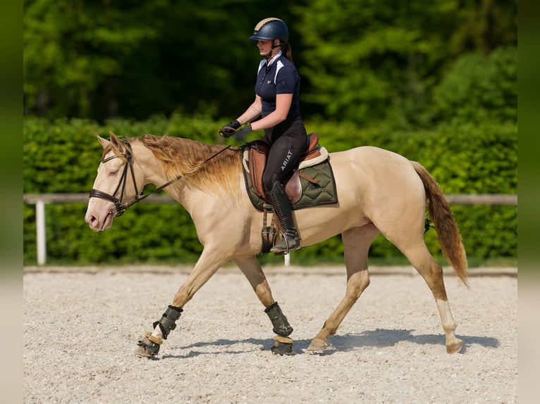 Andalou Jument 4 Ans 154 cm Champagne in Neustadt (Wied)