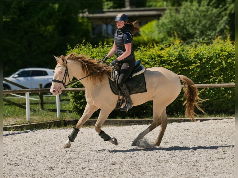 Andalou Jument 4 Ans 154 cm Champagne in Neustadt (Wied)
