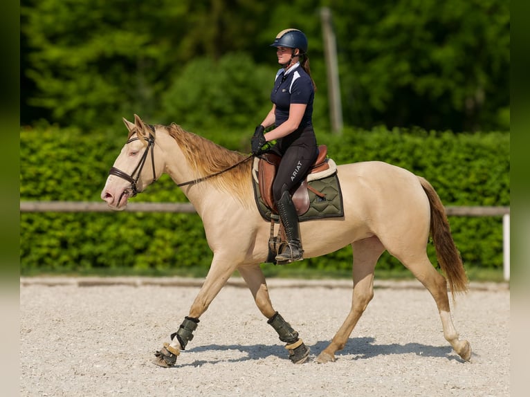 Andalou Jument 4 Ans 154 cm Champagne in Neustadt (Wied)