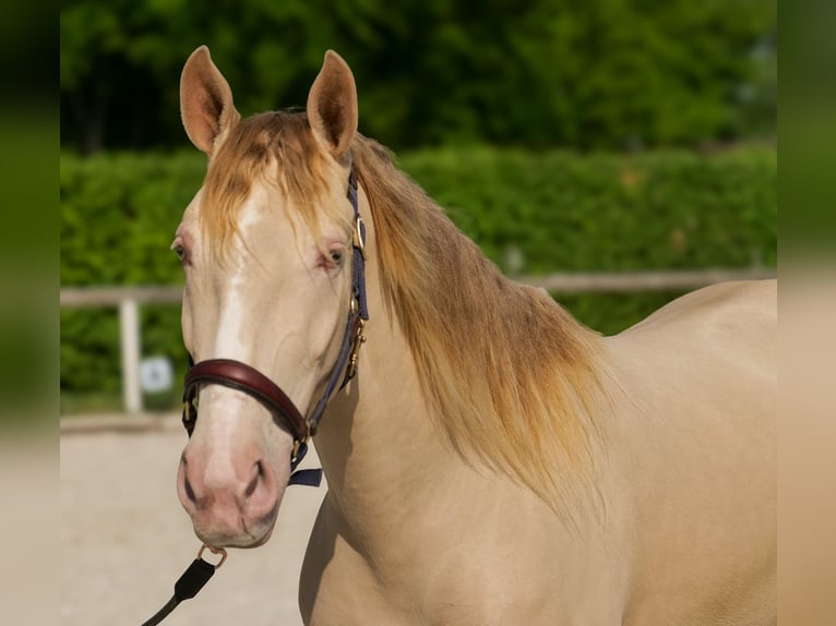 Andalou Jument 4 Ans 154 cm Champagne in Neustadt (Wied)