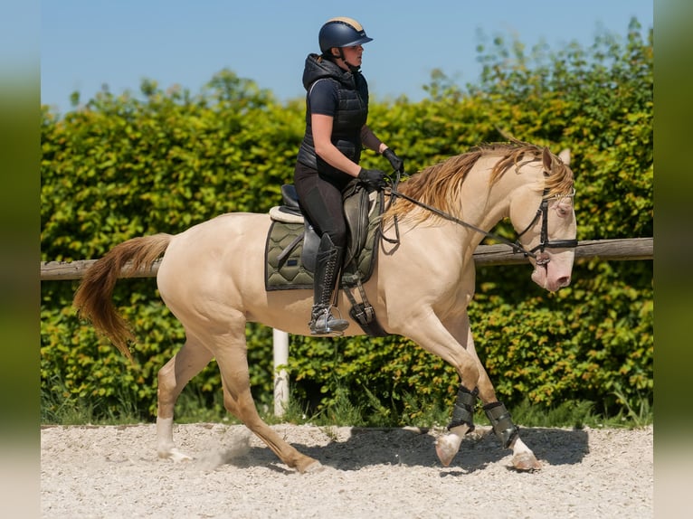 Andalou Jument 4 Ans 154 cm Champagne in Neustadt (Wied)