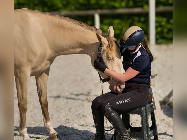 Andalou Jument 4 Ans 154 cm Champagne in Neustadt (Wied)