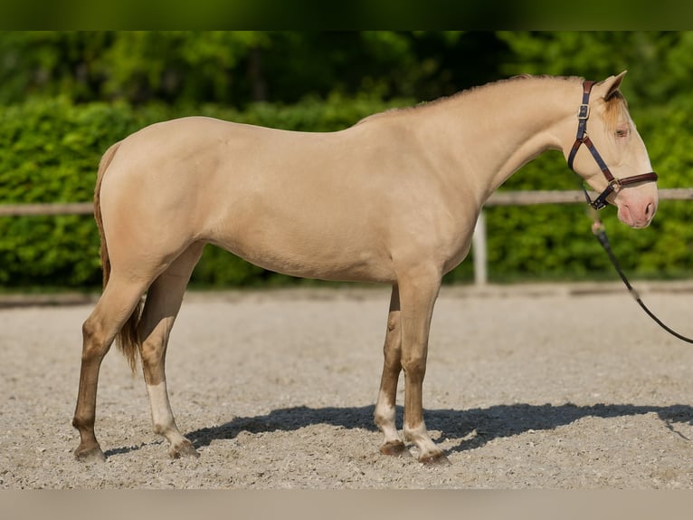 Andalou Jument 4 Ans 154 cm Champagne in Neustadt (Wied)