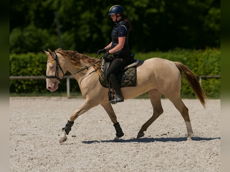 Andalou Jument 4 Ans 154 cm Champagne in Neustadt (Wied)