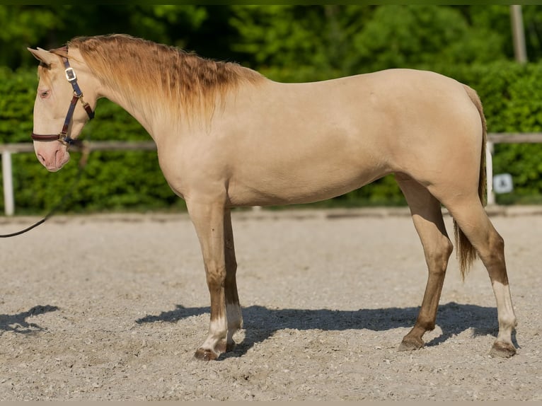 Andalou Jument 4 Ans 154 cm Champagne in Neustadt (Wied)