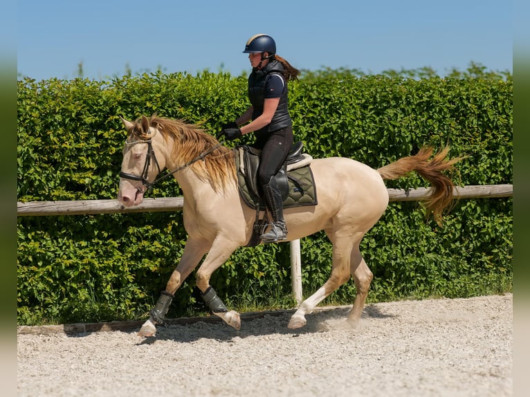 Andalou Jument 4 Ans 154 cm Champagne in Neustadt (Wied)