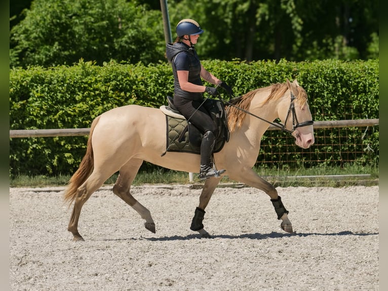 Andalou Jument 4 Ans 154 cm Champagne in Neustadt (Wied)