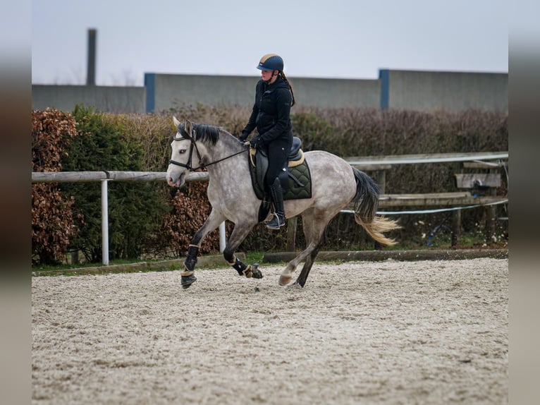 Andalou Jument 4 Ans 154 cm Gris in Neustadt (Wied)