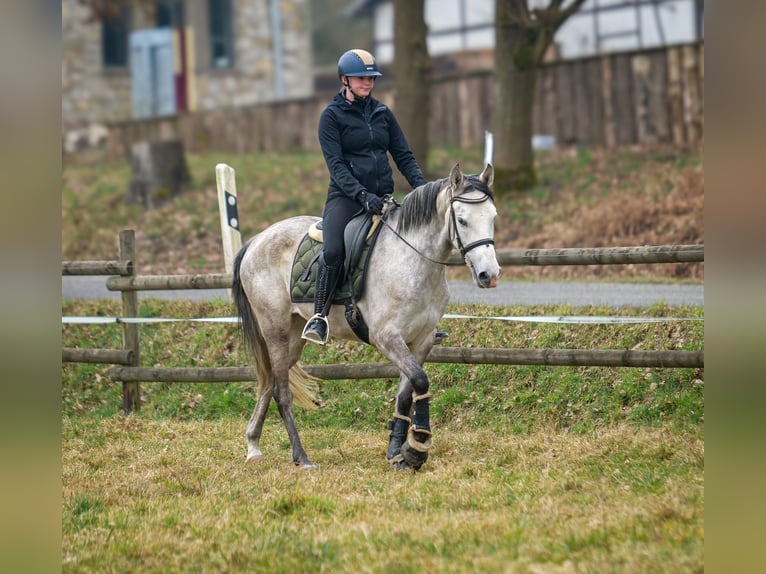 Andalou Jument 4 Ans 154 cm Gris in Neustadt (Wied)