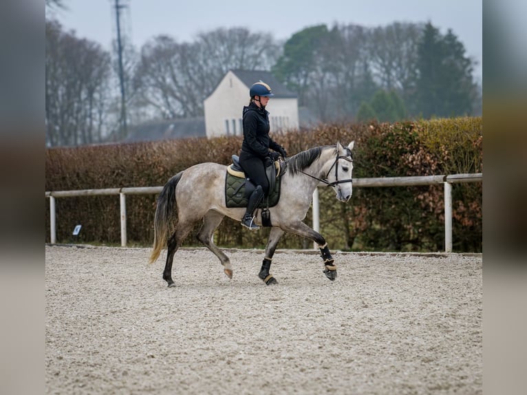 Andalou Jument 4 Ans 154 cm Gris in Neustadt (Wied)