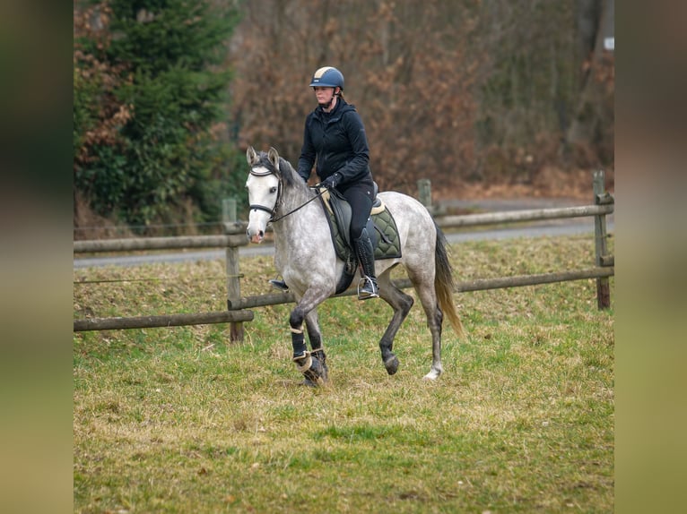 Andalou Jument 4 Ans 154 cm Gris in Neustadt (Wied)