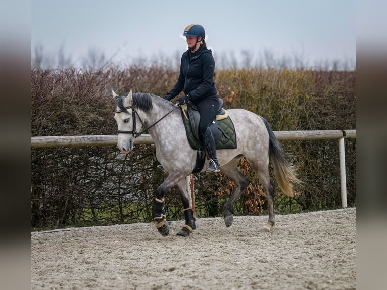 Andalou Jument 4 Ans 154 cm Gris in Neustadt (Wied)