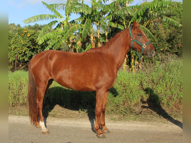 Andalou Jument 4 Ans 155 cm Alezan in Vejer de la Frontera