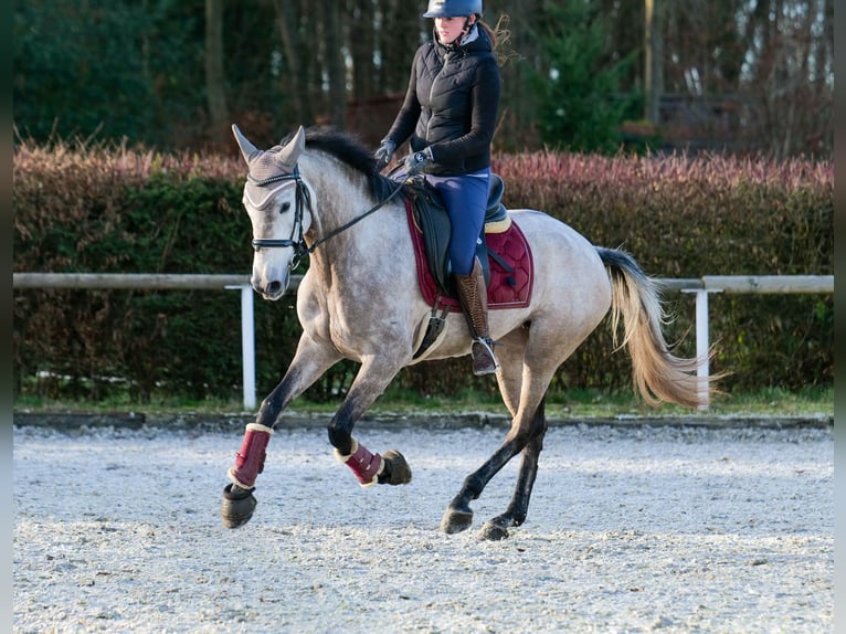 Andalou Jument 4 Ans 155 cm Gris in Neustadt (Wied)