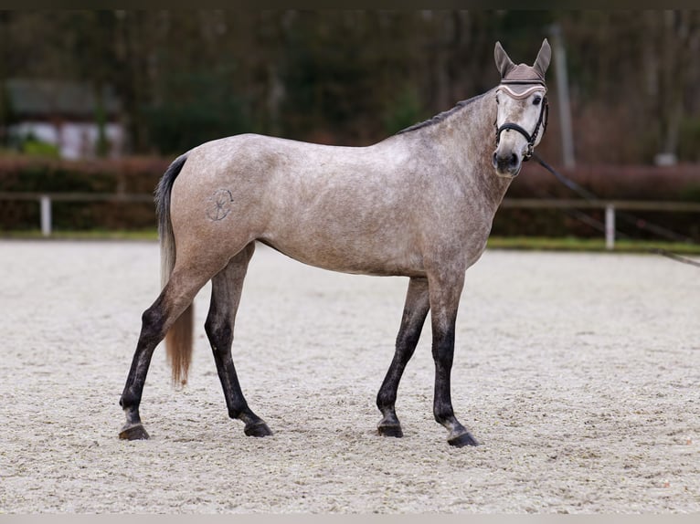 Andalou Jument 4 Ans 155 cm Gris in Neustadt (Wied)