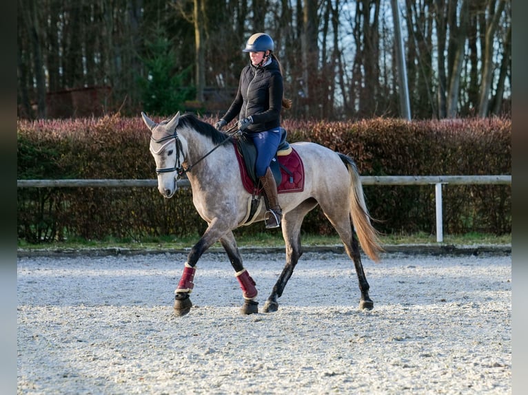 Andalou Jument 4 Ans 155 cm Gris in Neustadt (Wied)