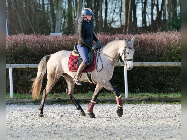 Andalou Jument 4 Ans 155 cm Gris in Neustadt (Wied)