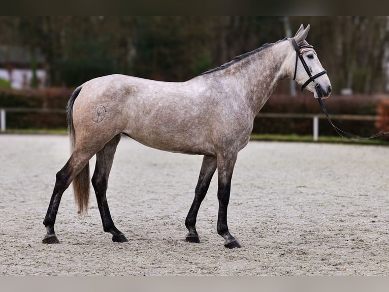 Andalou Jument 4 Ans 155 cm Gris in Neustadt (Wied)