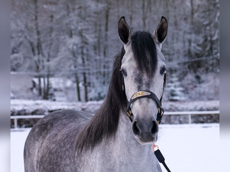 Andalou Jument 4 Ans 155 cm Gris pommelé in Neustadt (Wied)