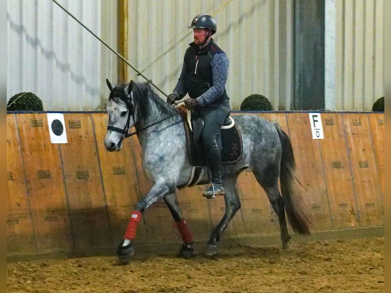 Andalou Jument 4 Ans 155 cm Gris pommelé in Neustadt (Wied)