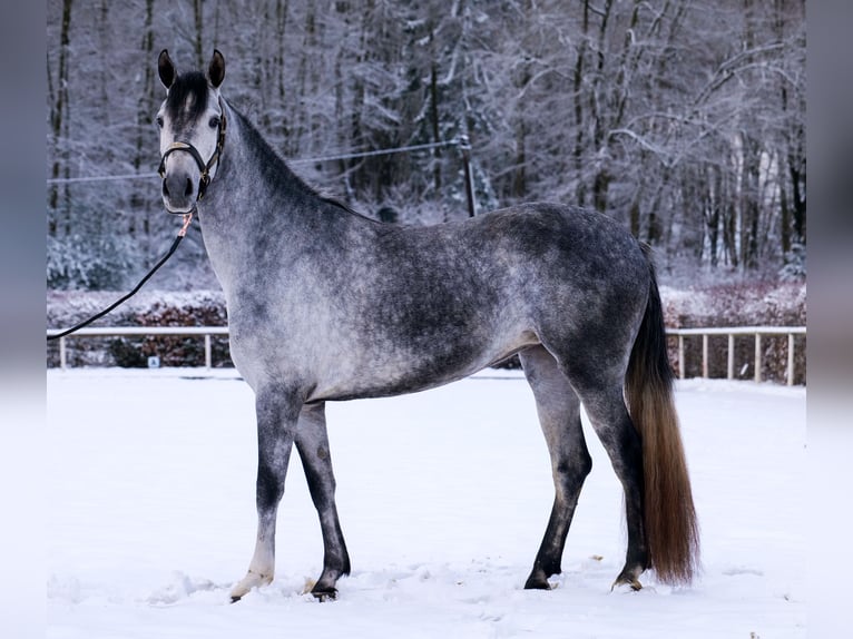 Andalou Jument 4 Ans 155 cm Gris pommelé in Neustadt (Wied)