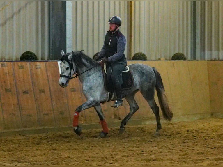 Andalou Jument 4 Ans 155 cm Gris pommelé in Neustadt (Wied)