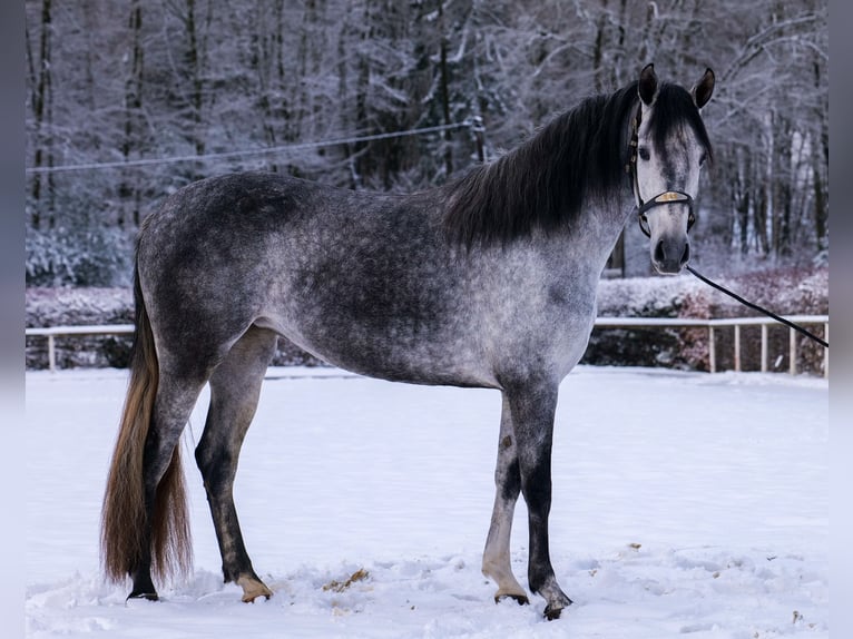 Andalou Jument 4 Ans 155 cm Gris pommelé in Neustadt (Wied)