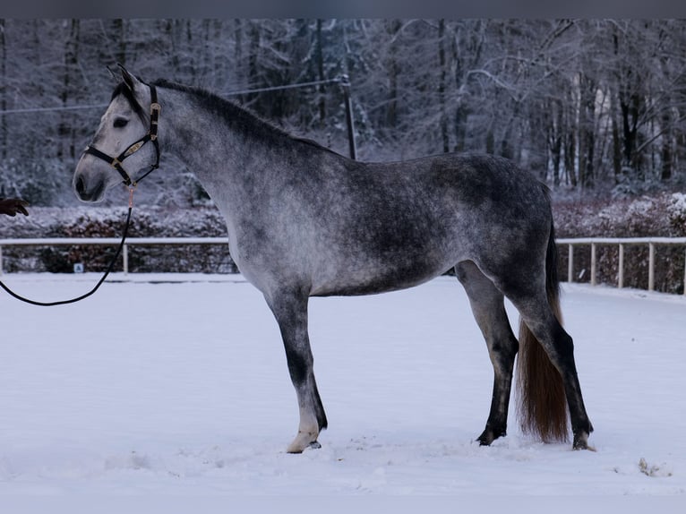 Andalou Jument 4 Ans 155 cm Gris pommelé in Neustadt (Wied)