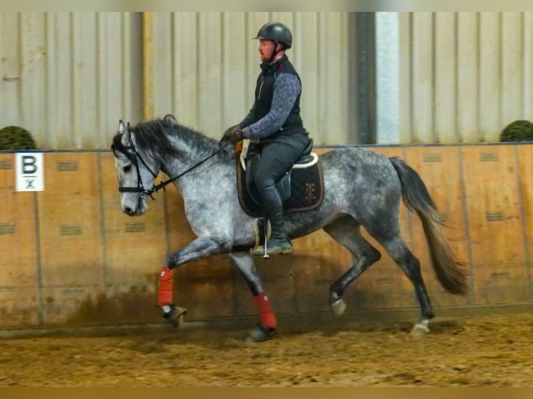 Andalou Jument 4 Ans 155 cm Gris pommelé in Neustadt (Wied)