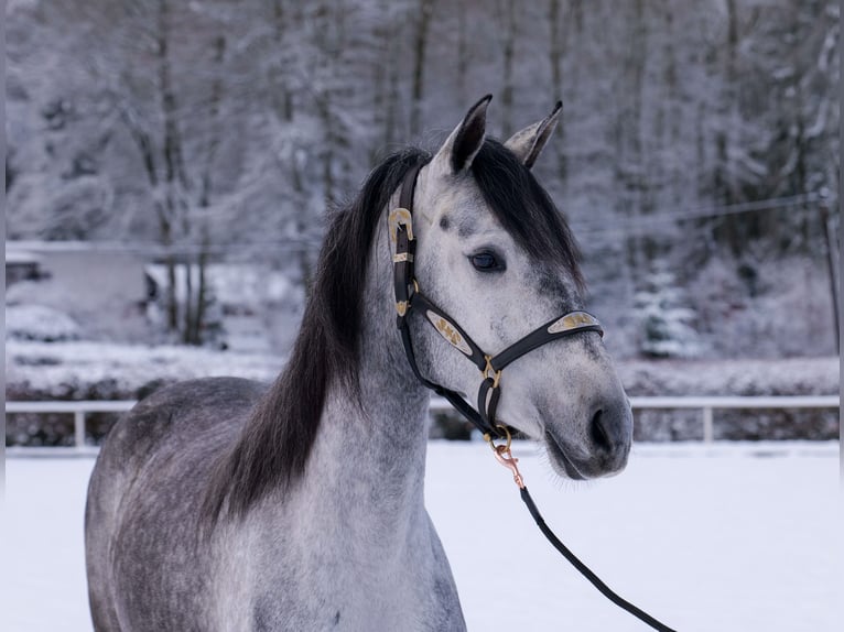 Andalou Jument 4 Ans 155 cm Gris pommelé in Neustadt (Wied)