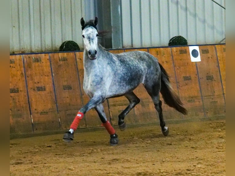 Andalou Jument 4 Ans 155 cm Gris pommelé in Neustadt (Wied)